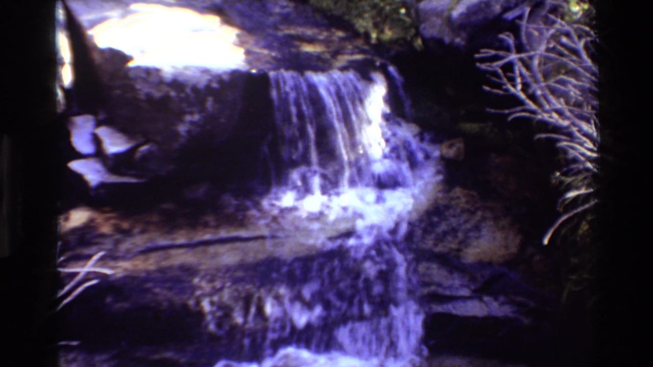 Water pours over a rock shelf beside pale branches and dark foliage.