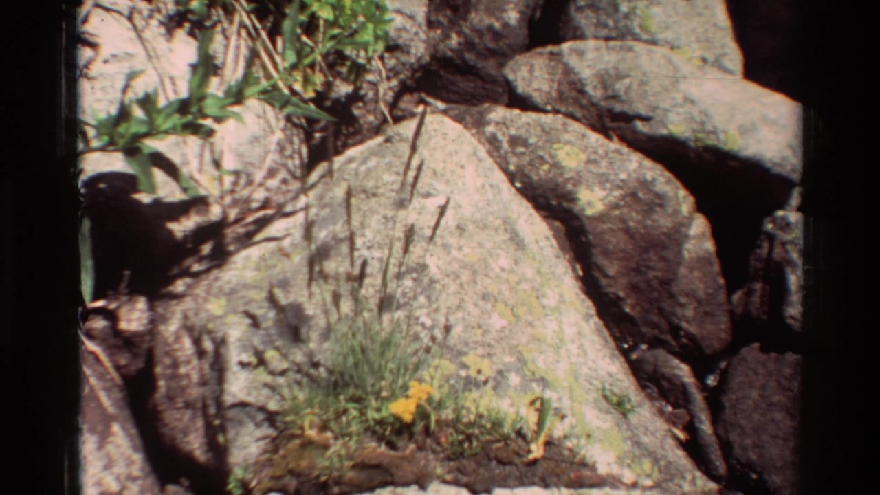 Sunlit lichen-covered rocks with grasses and a few yellow flowers.