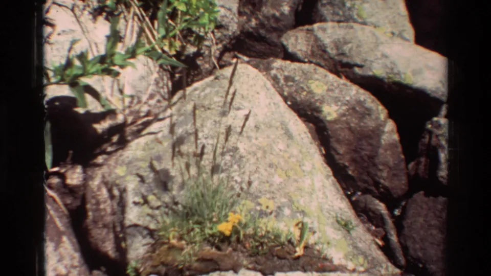 Close 8mm view of rugged rocks with lichen, grasses, leafy plants, and small yellow wildflowers near the lower edge.