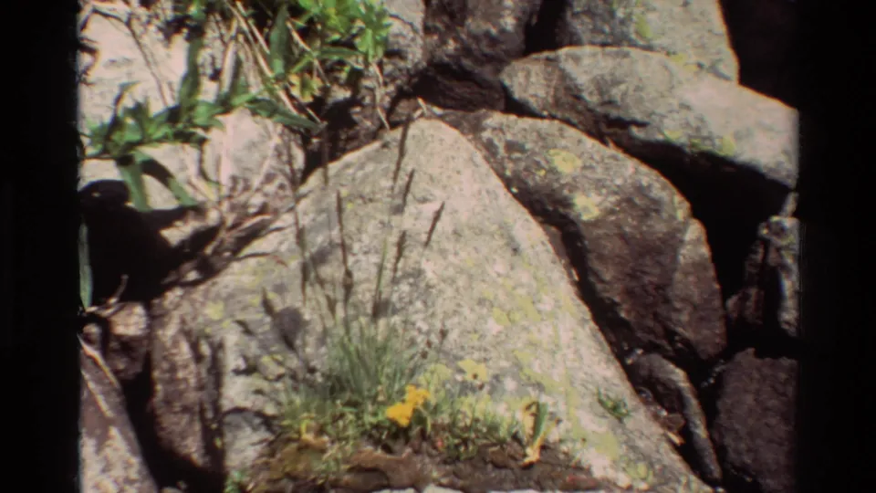 1981 8mm frame showing a rock face, lichen marks, tufted grass, and yellow wildflowers growing near a stone crevice.