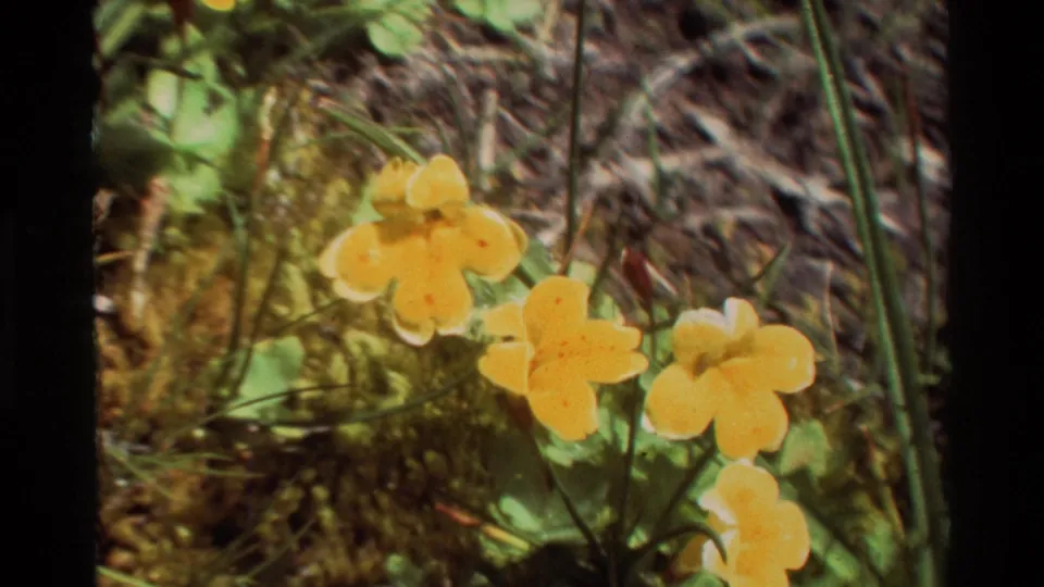 Close 8mm shot of yellow wildflowers with rounded petals, green leaves, mossy ground, and grasses in soft focus.