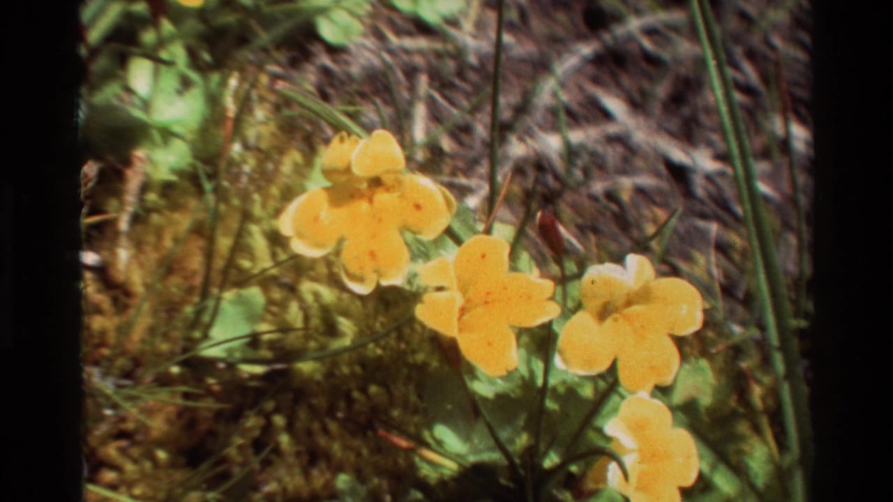 Close-up of yellow wildflowers in a natural setting, from 1981 8mm footage identified as British Columbia in metadata.