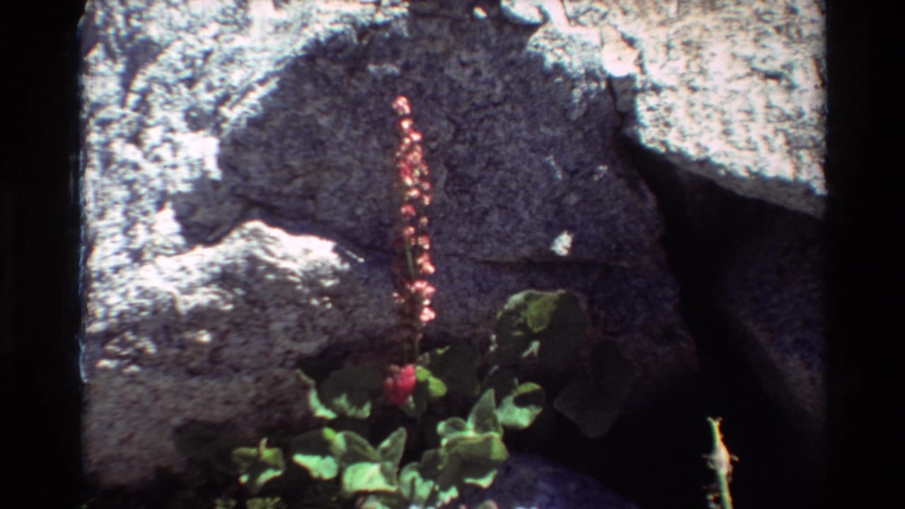 Small reddish flower spike and green leaves at the base of gray rocks.