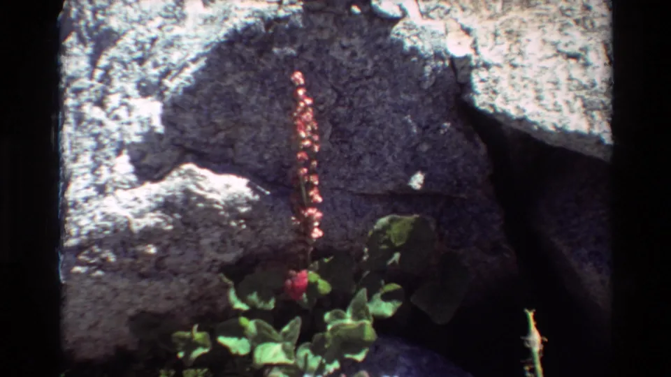 A reddish flower spike grows near green leaves against gray boulders in the 1981 outdoor 8mm clip.