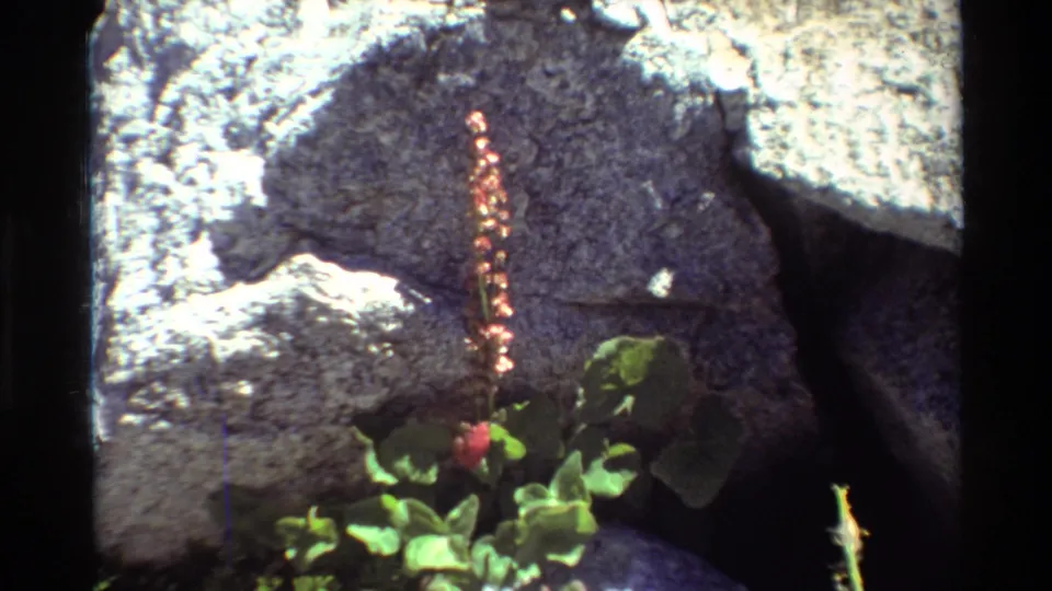 The camera holds on a reddish flower spike and leafy plant at the foot of gray boulders in natural daylight.