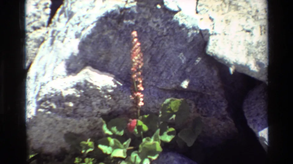 Final frame holds on the small flowering plant beside gray boulders, with bright exposure on the surrounding rock.
