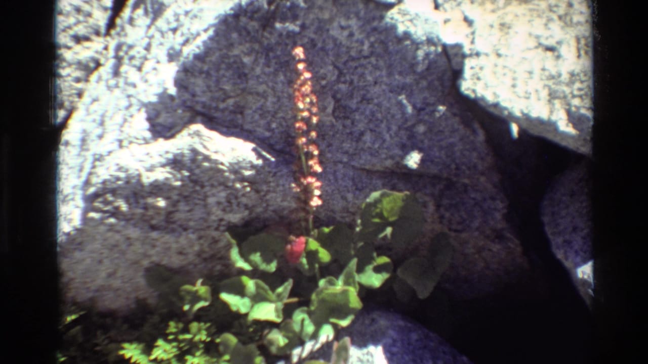 Pink flower stalk and green leaves growing beside sunlit rocks.