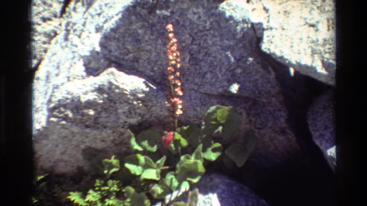 Close 8mm view of pink blossoms and broad green leaves growing at the base of rough rocks, with strong daylight and dark film edges.