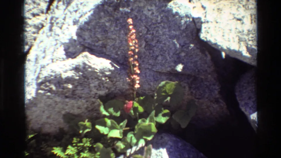 Close 8mm view of pink blossoms and broad green leaves growing at the base of rough rocks, with strong daylight and dark film edges.