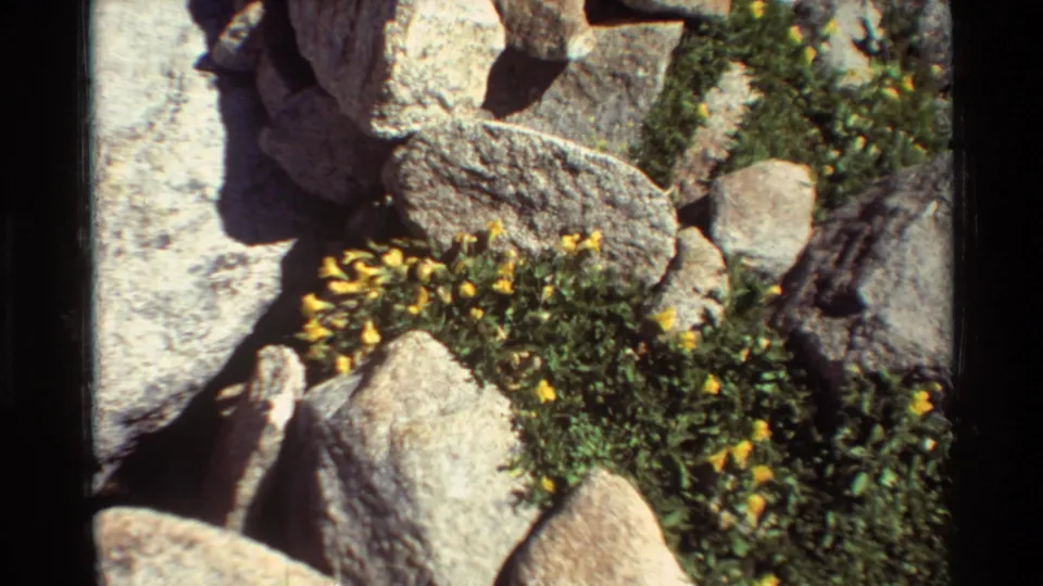 1981 8mm frame showing yellow wildflowers and low greenery growing between pale rocks in the supplied British Columbia setting.