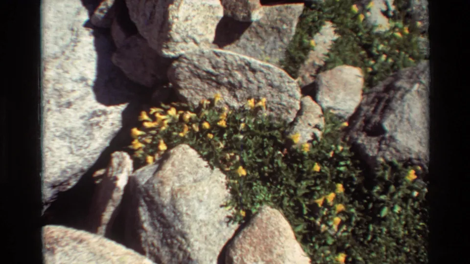 Vintage 8mm view of yellow wildflowers and green foliage nestled among irregular rocks, with visible grain and strong daylight contrast.