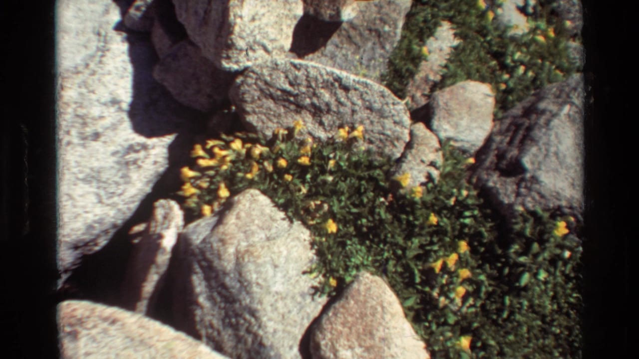 Close view of yellow wildflowers, moss, and gray boulders in archival 8mm outdoor footage listed as 1981 British Columbia.