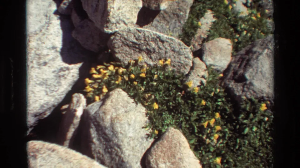 Close view of yellow wildflowers, moss, and gray boulders in archival 8mm outdoor footage listed as 1981 British Columbia.