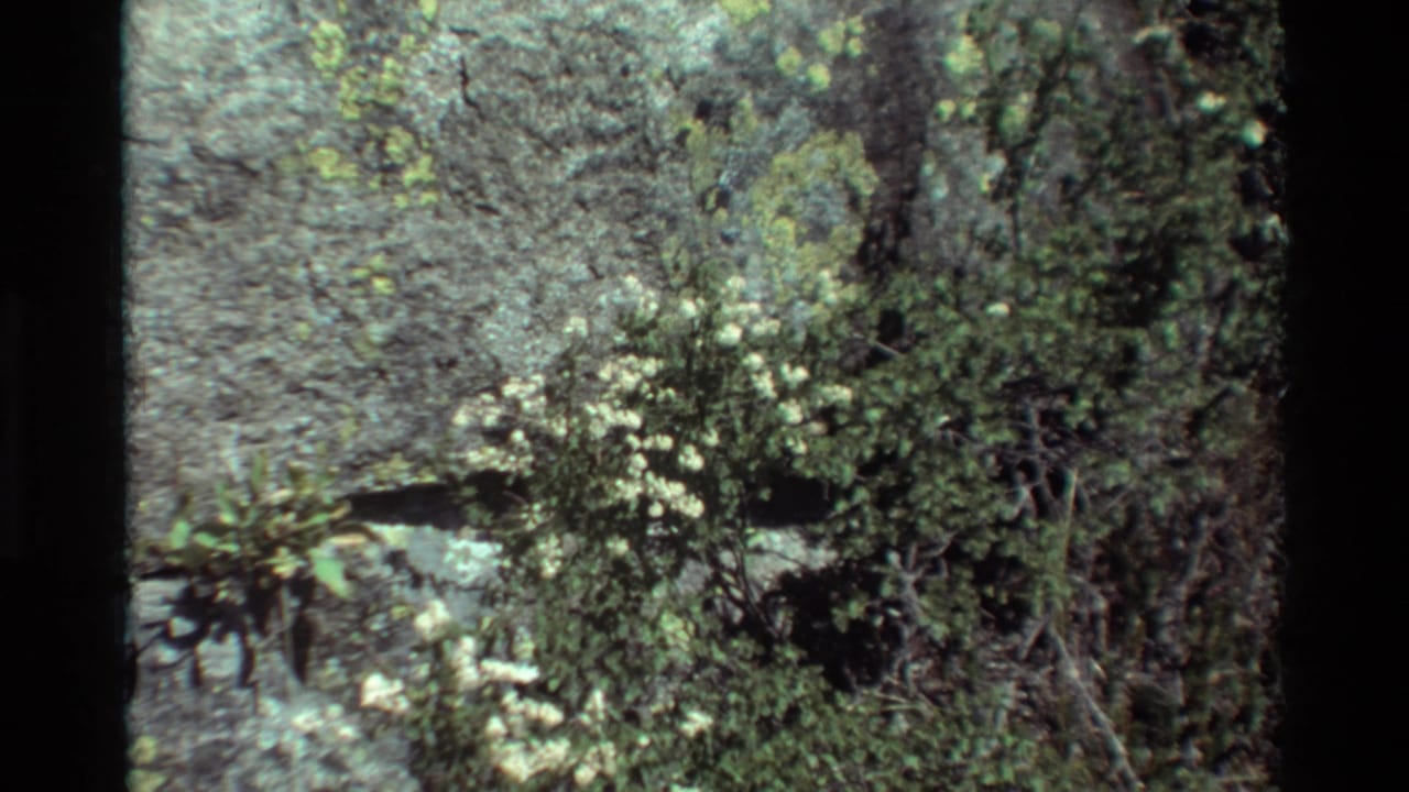 Dense green shrubs and trees with small white flowers near a rocky area.