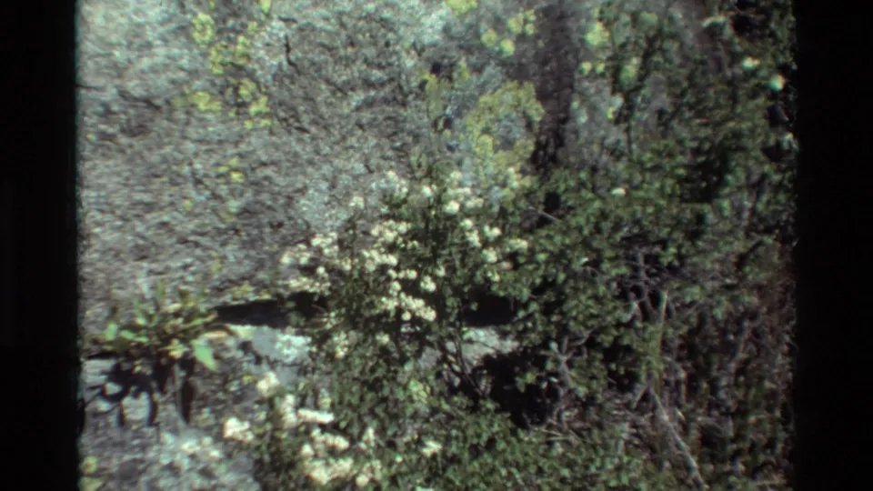 Shrubs, white blossoms, rocks, and forest growth appear in soft archival 8mm footage from the listed 1981 outdoor trip.