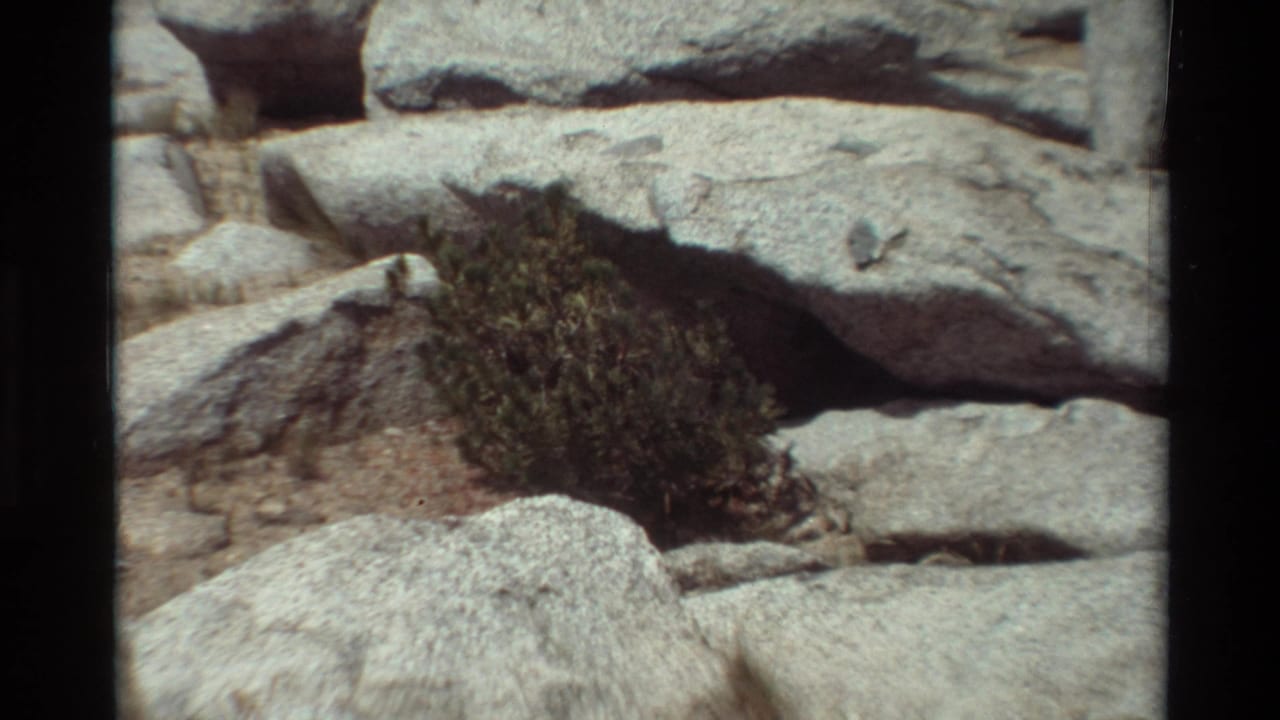 Sunlit pale boulders with a dark green shrub growing between rock slabs.