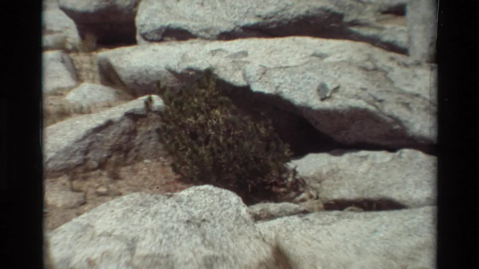 Rocky outdoor terrain with pale granite slabs and a shrub between boulders, filmed in the supplied 1981 British Columbia home-movie context.