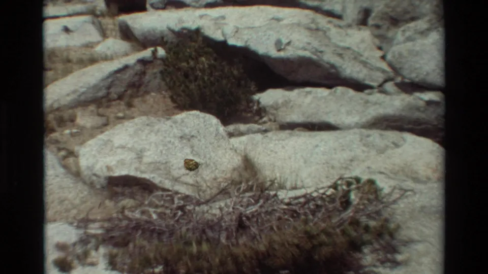 A handheld 8mm view of gray boulders, sparse shrubs and dry brush in a rocky British Columbia landscape, based on supplied metadata.