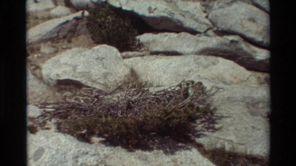 Final frame of the short 1981 8mm pan showing pale stone slabs, low brush and sparse shrubs in rocky outdoor terrain.
