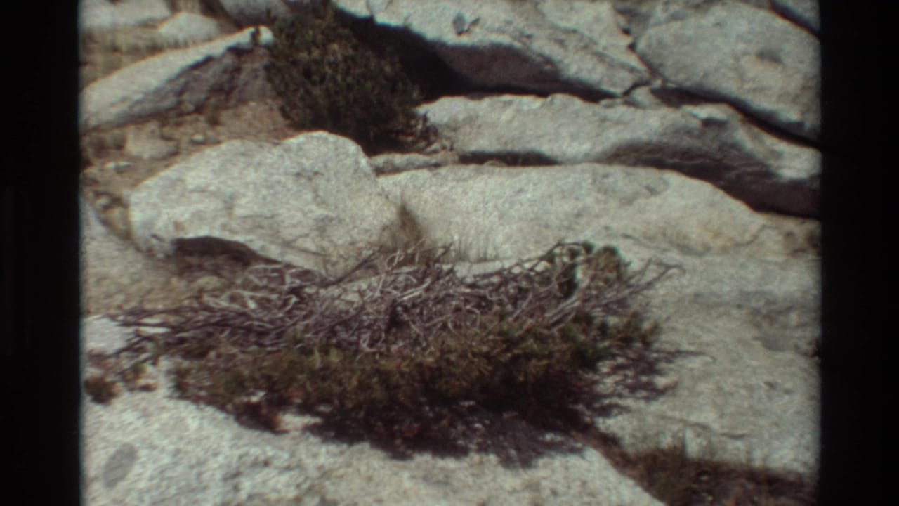 1981 8mm frame of sparse desert plants and dry grasses growing between pale rocks and sandy ground, listed with British Columbia location metadata.