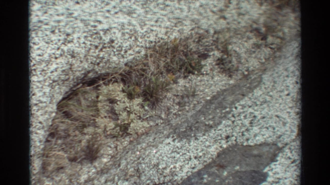 Patch of dry grass and low plants on sandy gravel beside darker rock.