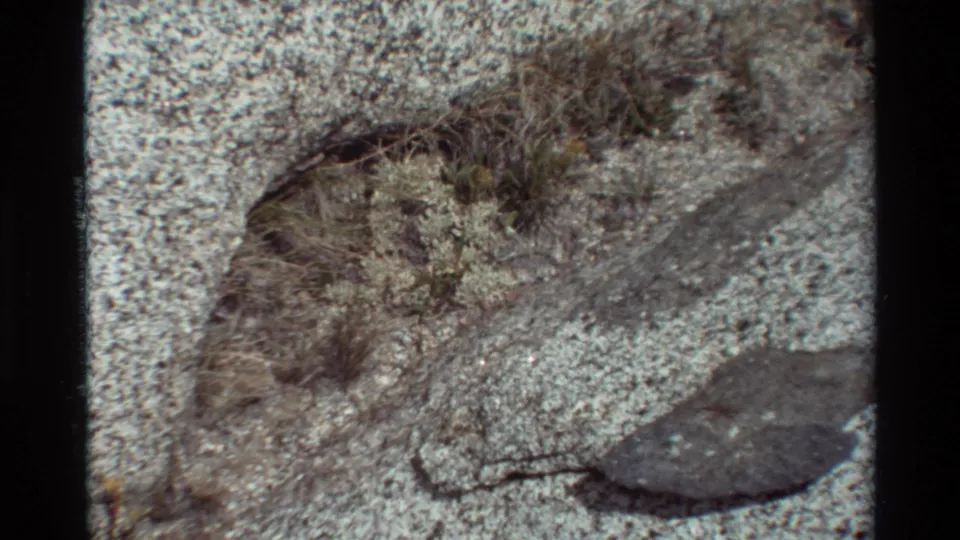 1981 8mm home-movie frame of dry grasses and small plants rooted in sandy ground, with a dark rock visible near the bottom edge.