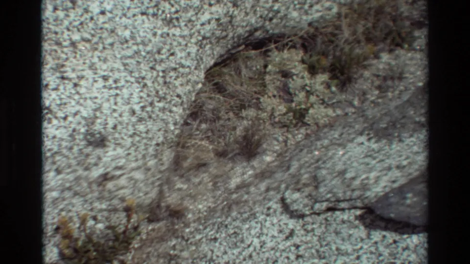 Listed British Columbia 1981 8mm frame showing low desert vegetation, dry grasses, sandy gravel, and nearby exposed rock in bright daylight.