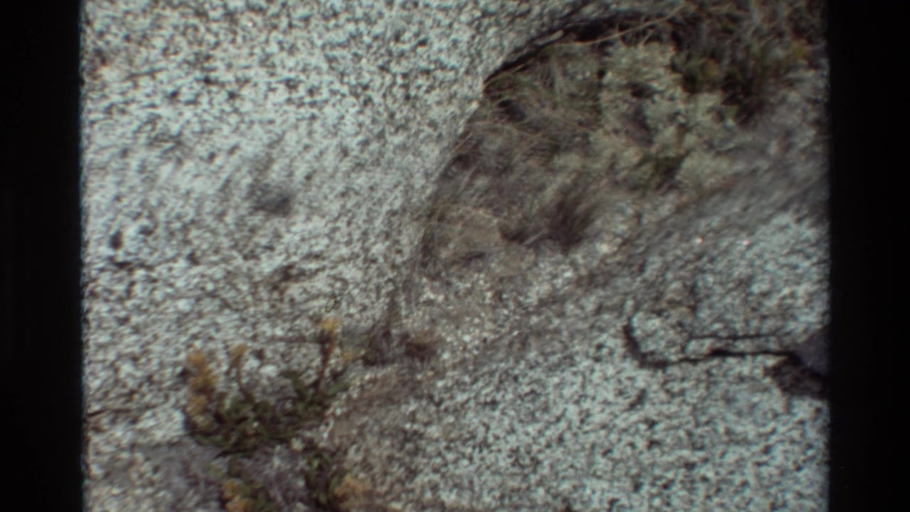 1981 8mm frame of small yellow wildflowers and dry stems set into pale, rough rock, with soft analog focus and visible film edges.