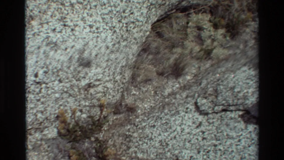 1981 8mm frame of small yellow wildflowers and dry stems set into pale, rough rock, with soft analog focus and visible film edges.