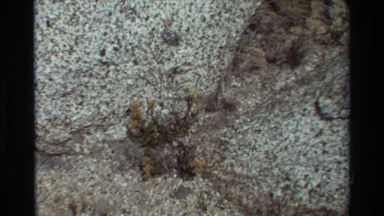 Listed 1981 outdoor 8mm frame showing yellow wildflowers, small green leaves, and dry plant matter against rough pale stone.