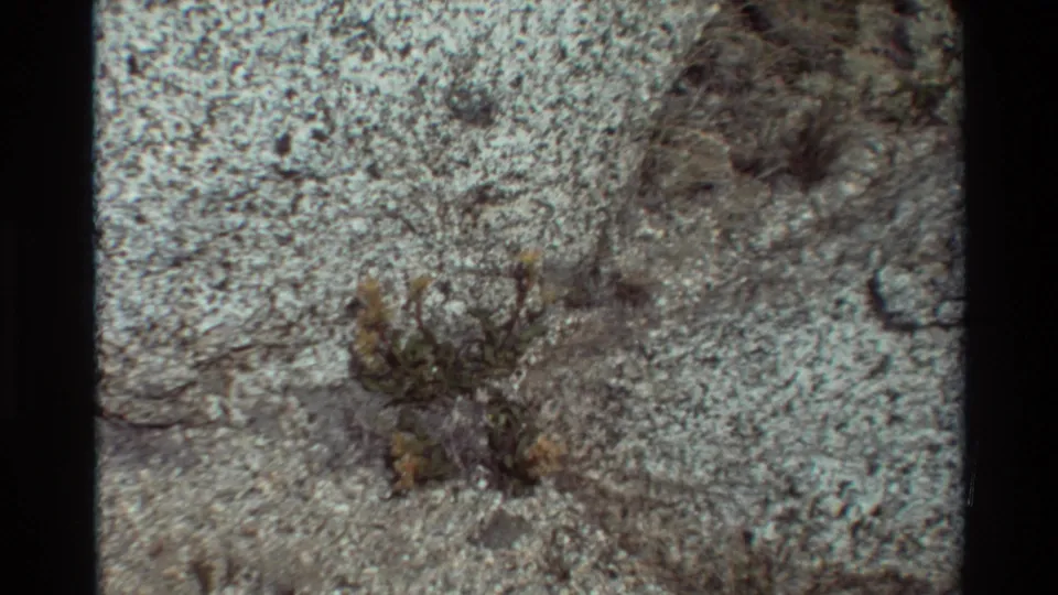 Listed 1981 outdoor 8mm frame showing yellow wildflowers, small green leaves, and dry plant matter against rough pale stone.