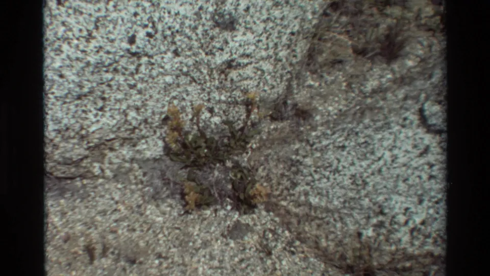 1981 8mm close view of yellow wildflowers, leaves, and dry stems rooted in a narrow fissure across pale textured rock.