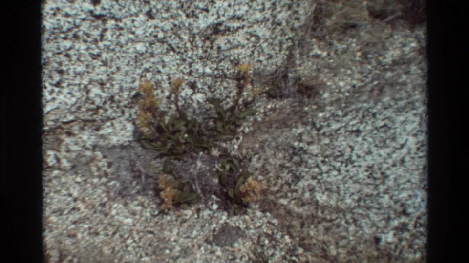Final 1981 8mm frame holds on the small wildflower cluster against pale rocky texture, with visible grain and muted color.