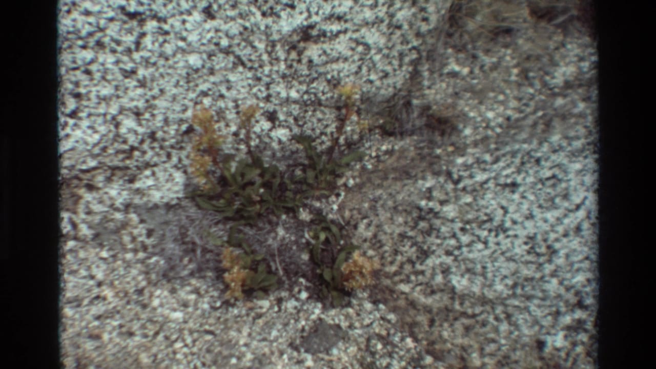 1981 8mm frame of small wild plants growing from cracks in pale lichen-covered rock, with dark film borders visible.