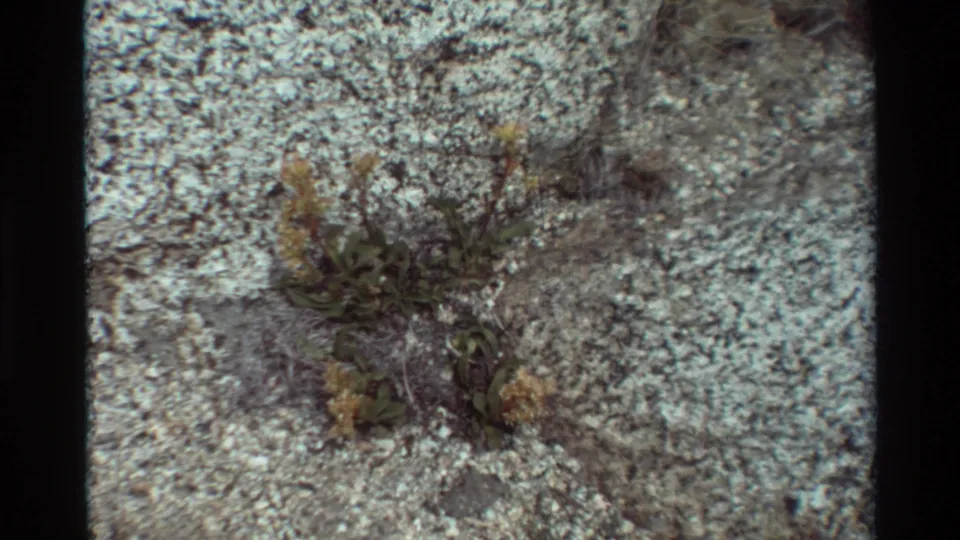 1981 8mm frame of small wild plants growing from cracks in pale lichen-covered rock, with dark film borders visible.