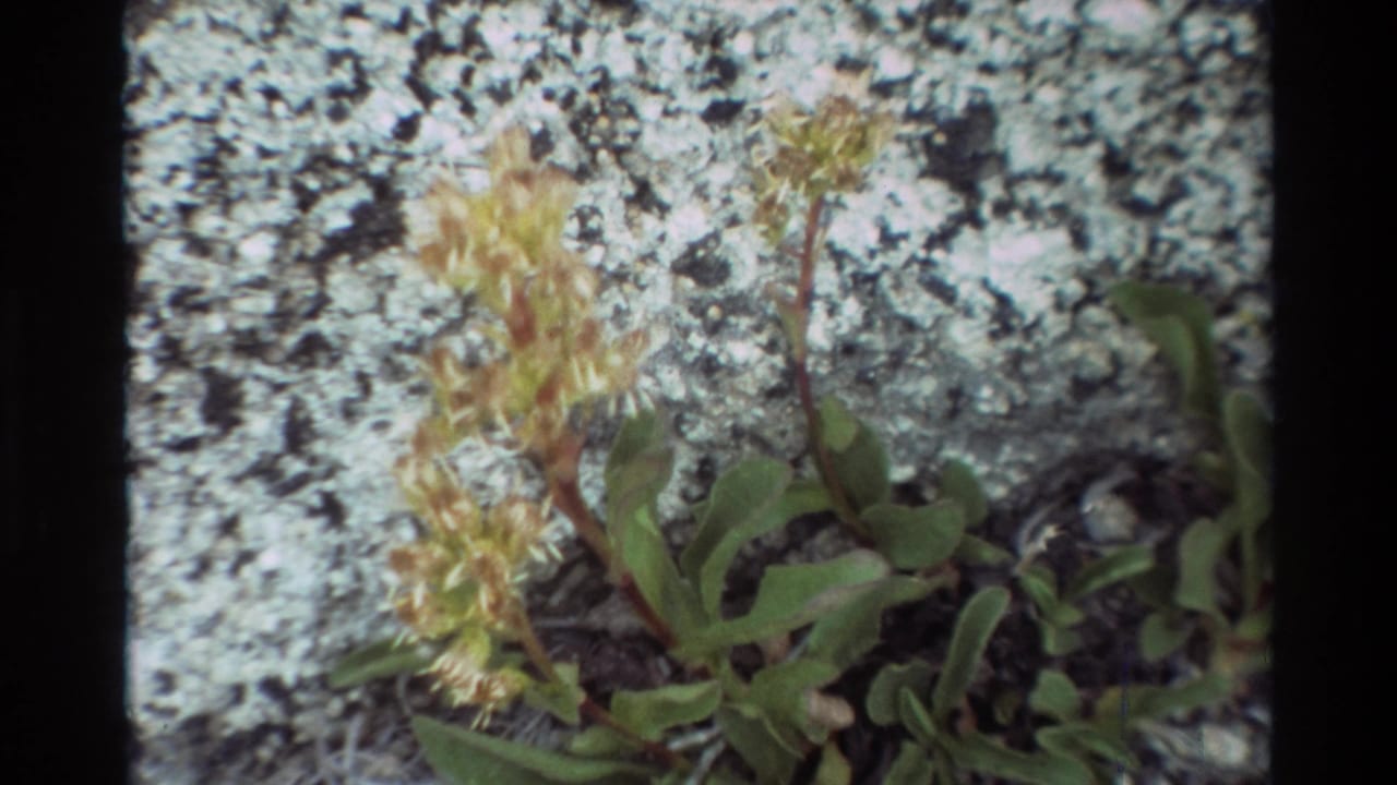 Close view of green leaves and yellowish blooms against mottled lichen-covered rock.