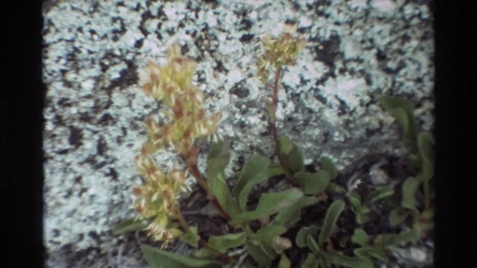 Close 8mm view of green leaves and pale yellow flower clusters on mottled lichen-covered rock in the supplied British Columbia footage.