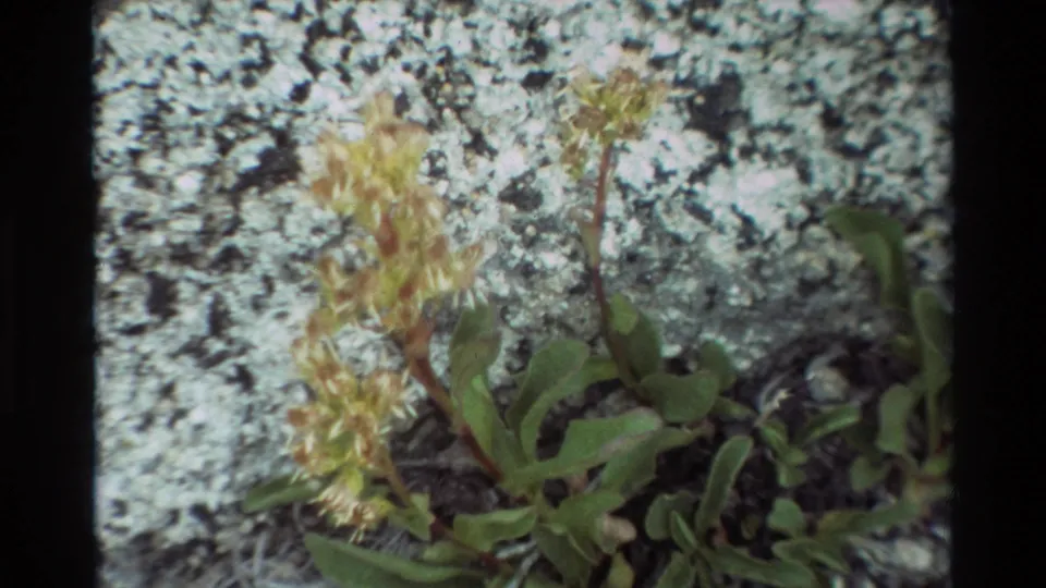 1981 archival frame showing low green plants and pale yellow flower clusters rooted in a crack across lichen-covered rock.