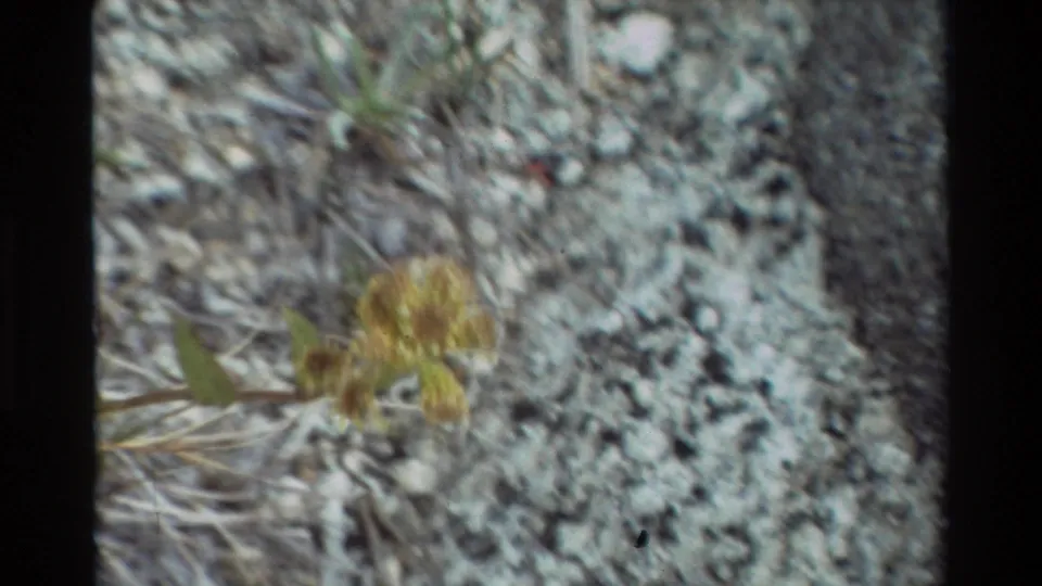 Soft 8mm frame with dry stems, green leaves, and yellowish flowers partly blurred against pale lichen-covered rock.