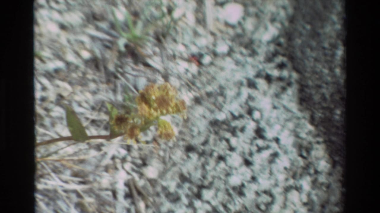 1981 8mm frame showing a small yellow flower cluster and leaves over gravelly soil in the described British Columbia location.