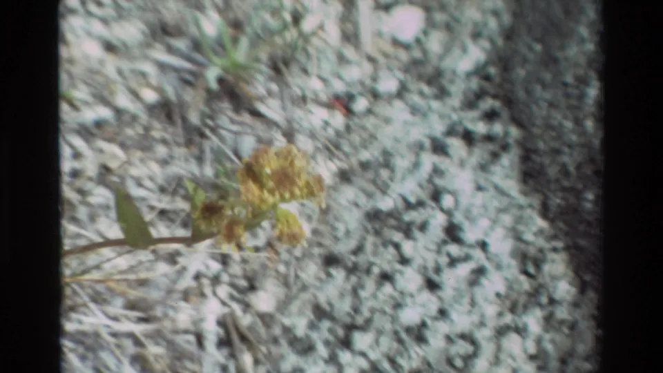 1981 8mm frame showing a small yellow flower cluster and leaves over gravelly soil in the described British Columbia location.