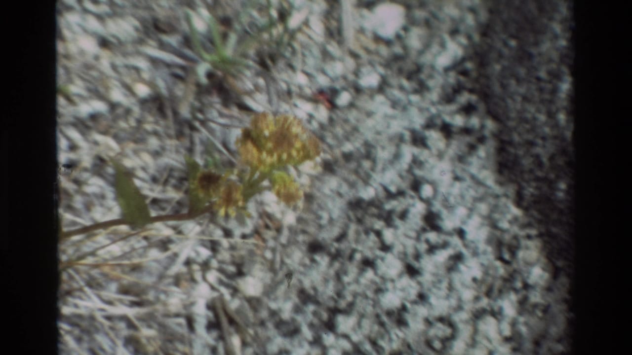 Small yellow wildflowers and green stems on pale gravelly soil.