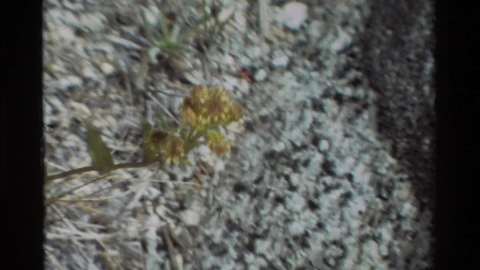 Close 8mm view of yellow flowers, green stems, and rough gravelly ground from the 1981 nature footage.