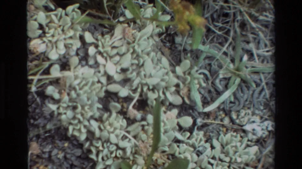 Ground-level 8mm frame of low pale green foliage, thin grass, dry twigs, and gravel in the 1981 outdoor plant shot.
