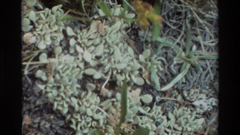Final 8mm frame showing low plants, green grass, gravelly soil, and a blurred yellow flower cluster near the top edge.