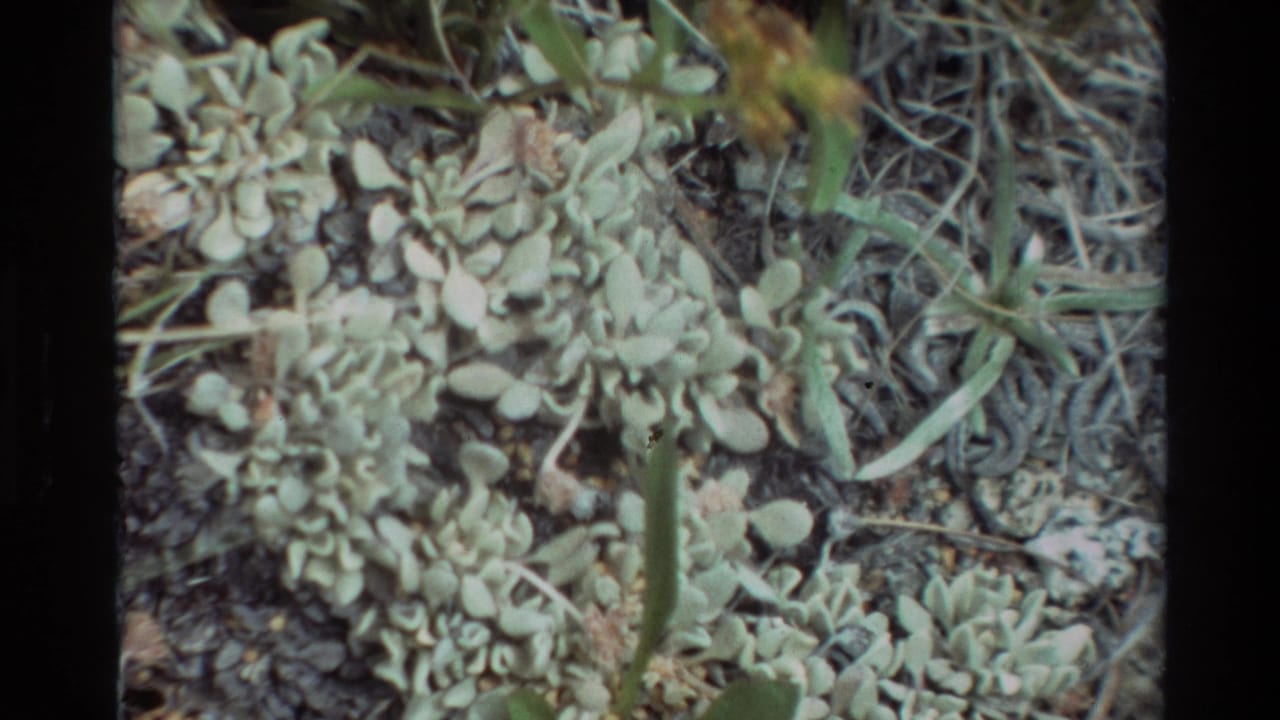 Close view of pale green alpine plants growing among rocks and dry stems.