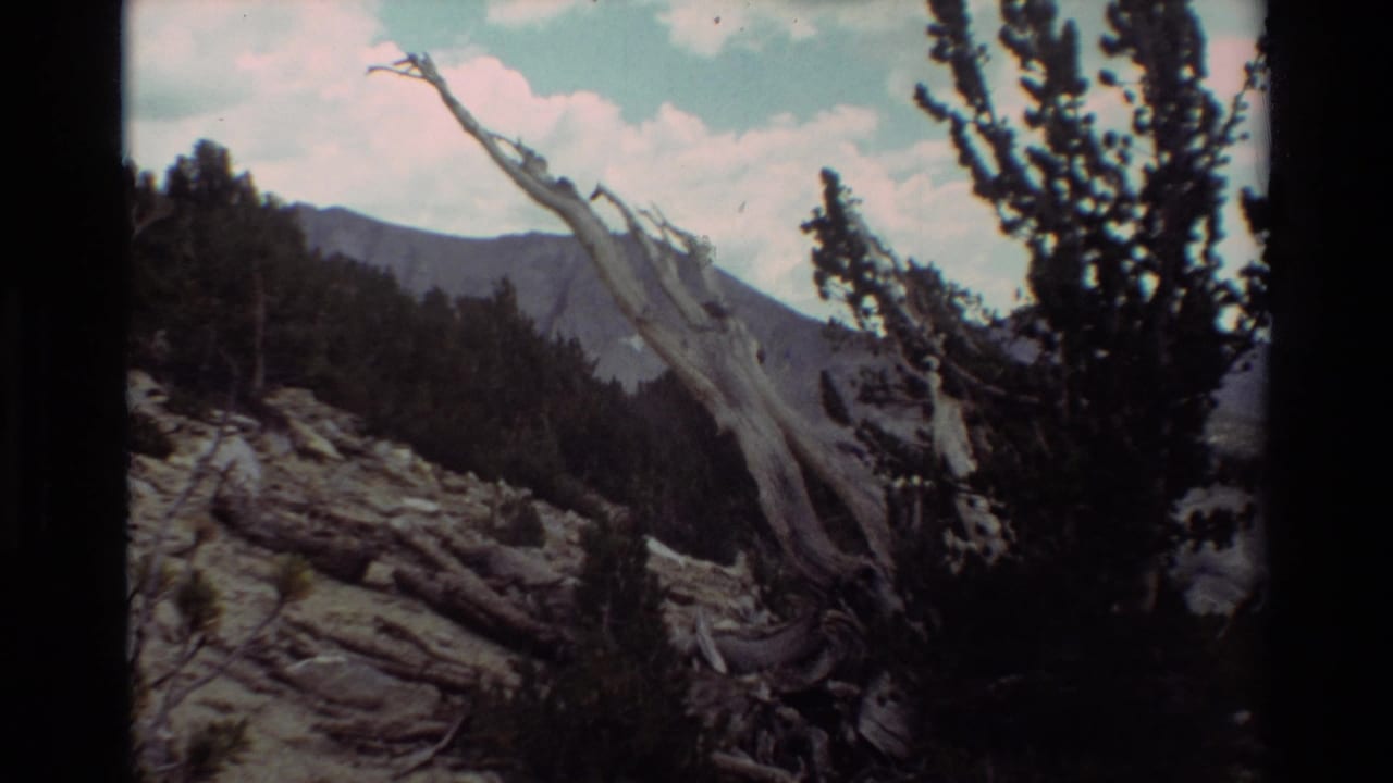 1981 8mm home-movie frame of a dry mountain slope with dead wood, pines, distant ridge, and pale clouds in the listed British Columbia location.