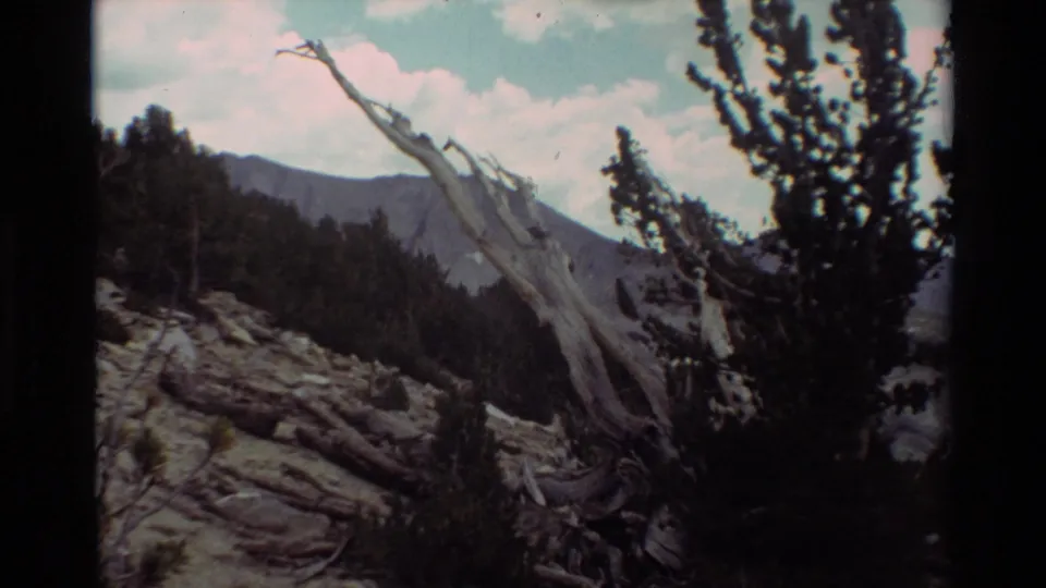 1981 8mm home-movie frame of a dry mountain slope with dead wood, pines, distant ridge, and pale clouds in the listed British Columbia location.
