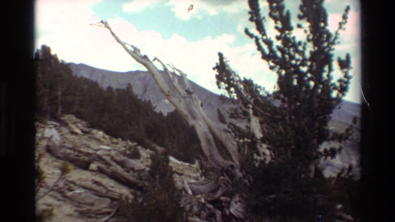 Weathered dead tree and pine branches frame a rocky slope with dark forest and distant mountains.