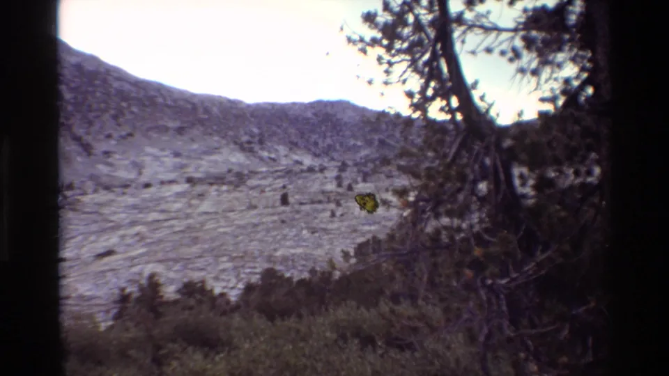 Rocky mountain slope with brush and evergreen branches in a muted 8mm home-movie frame from the stated 1981 clip.